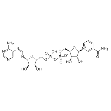 β-煙酰胺腺嘌呤二核苷酸（氧化型） NAD